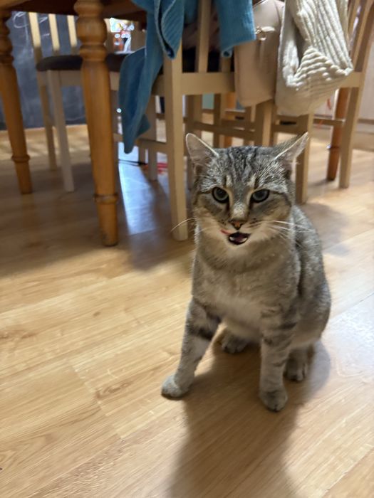 Roczny kocur szuka domu