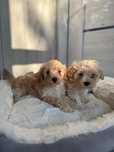 Cudowna dziewczynka maltipoo.