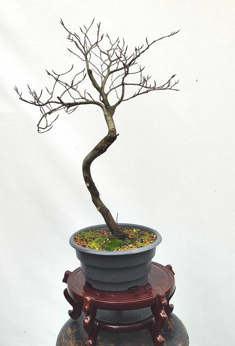 Pre Bonsai buk pospolity