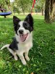 Border Collie / ZKwP/ suczka/