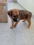 Cachorrinho porte médio