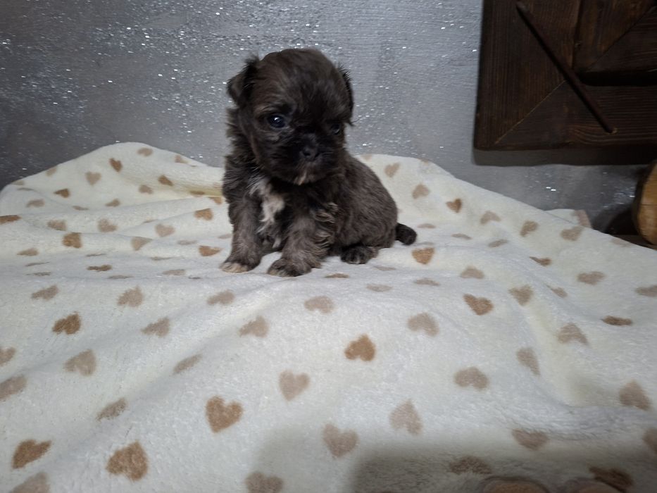 Shih-tzu mini dziewczynka