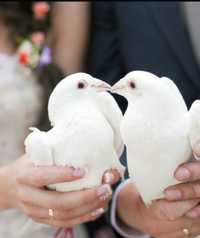 Białe gołębie weselne