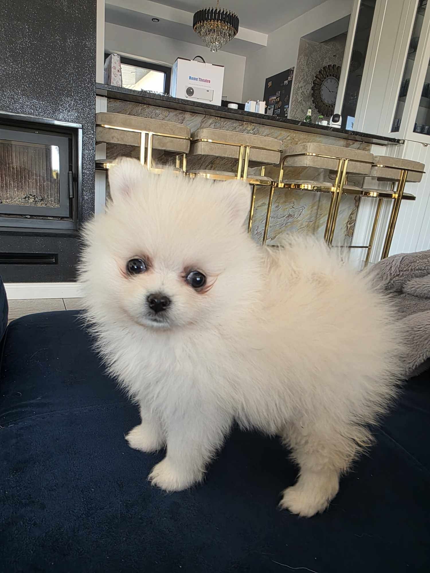 Szpic miniaturowy, pomeranian (biały)