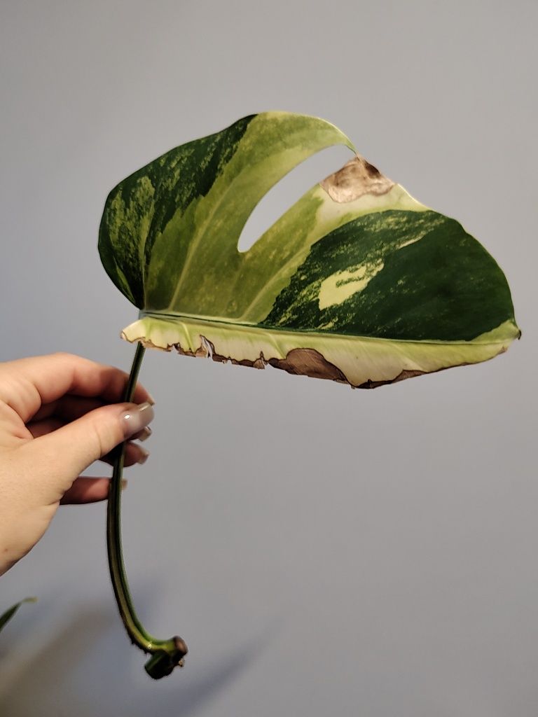 Monstera marmorata