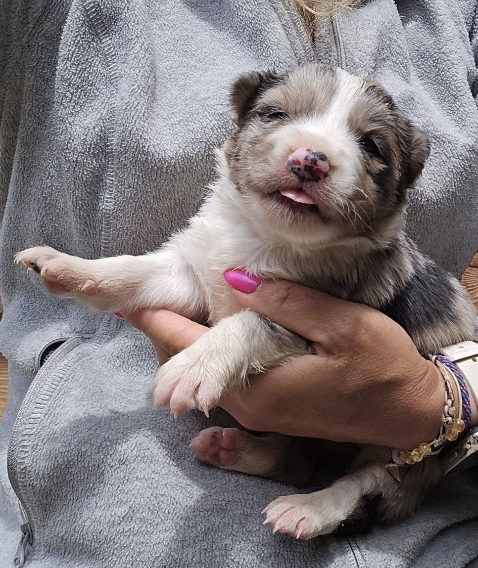 Border Collie suczka
