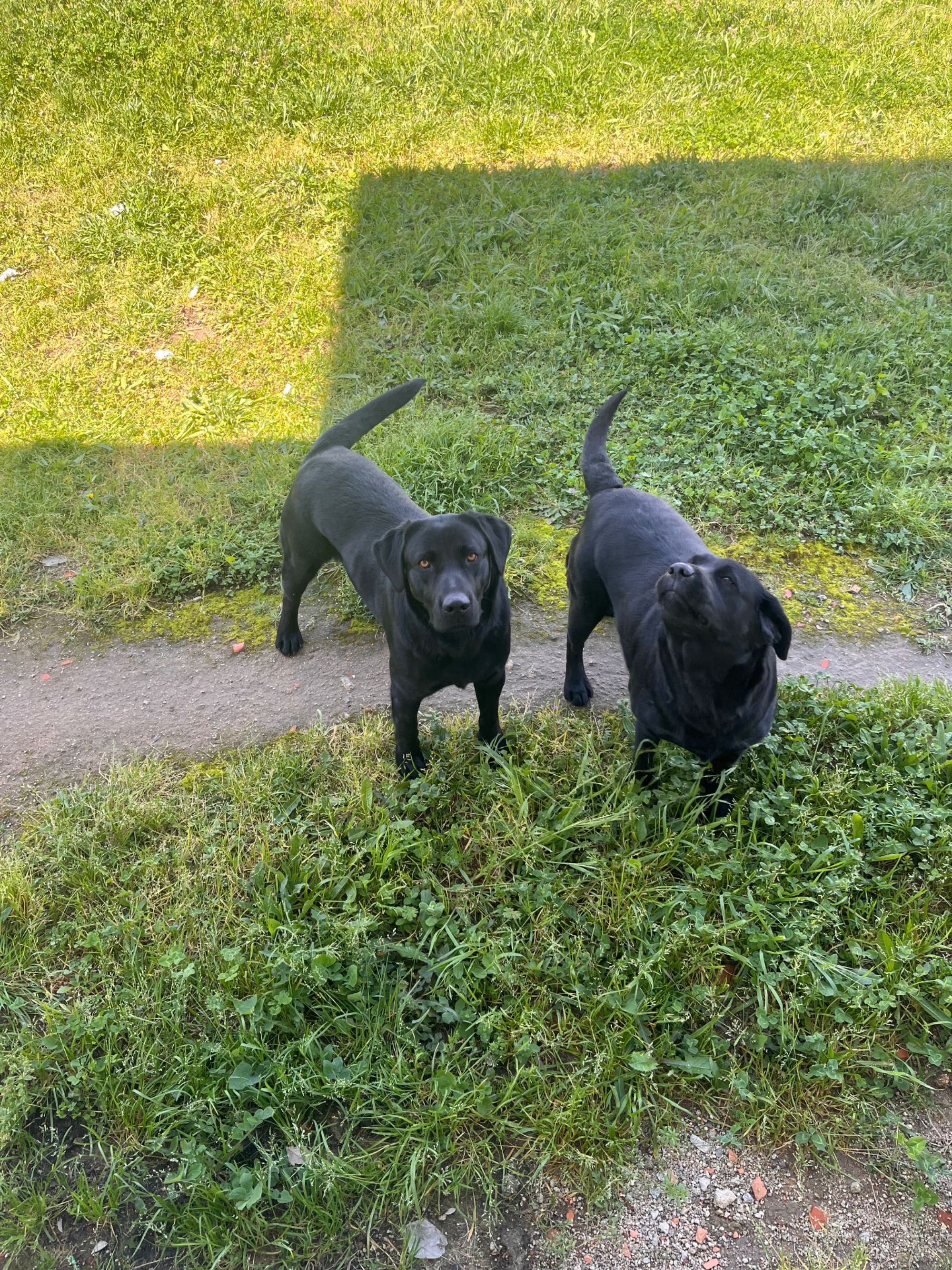 Labradores Retrievers puppies