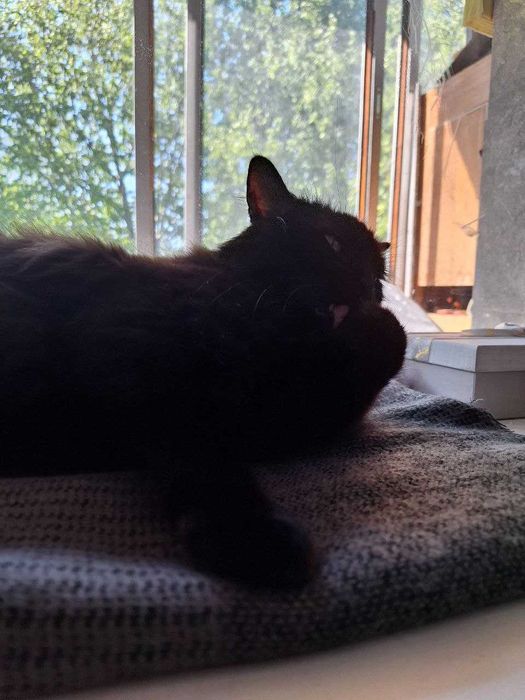 Присмотрю за кошечкой/котиком (Передержка кота)