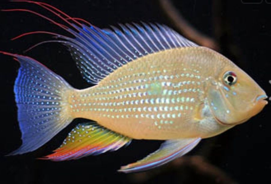 Acarichthys heckelii albiono/ ziemiojad albinos