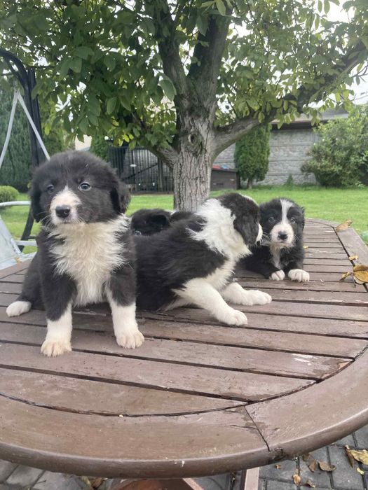 Pieski Border Collie
