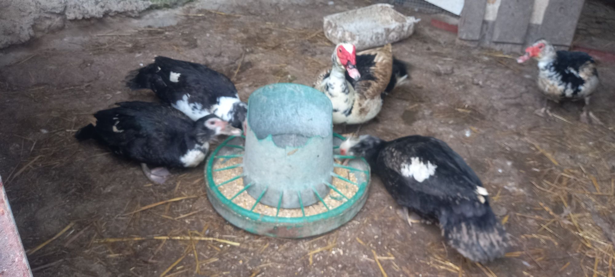 Ovos de pato mudo para incubação