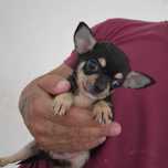 Chihuahua Macho cor Black And Tan