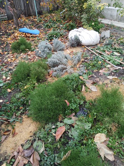 Продам кусты-луковицы лечебной лилии.хризонтемы низкорослые и высокие