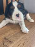 Cavalier King piękny chlopczyk