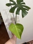 Monstera GOG dol matecznika