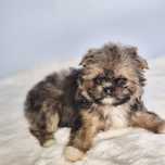 Shih-Chi  suczka