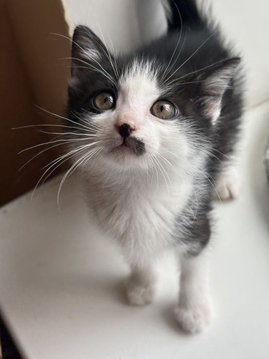 Котёнок с Донбасса )