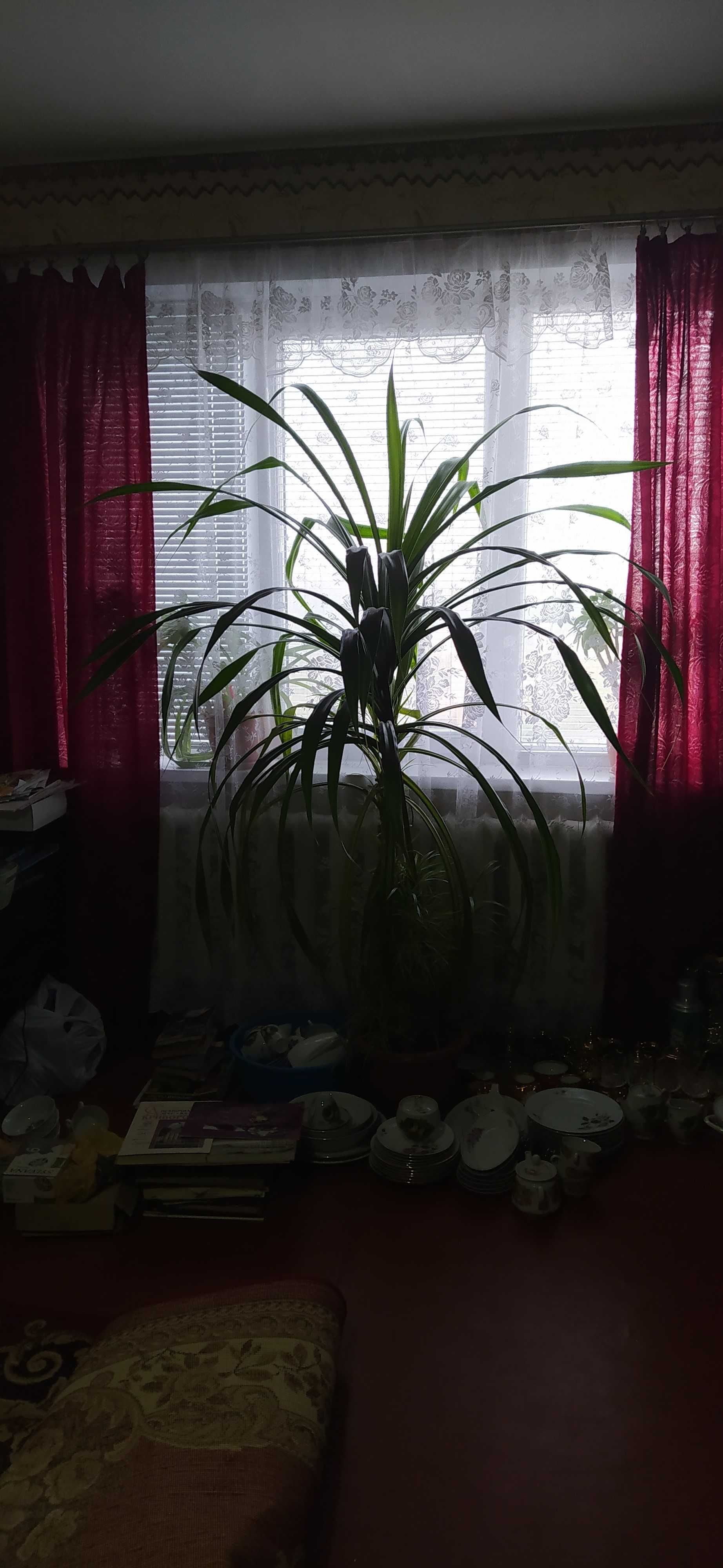 комнатное растение пальмы