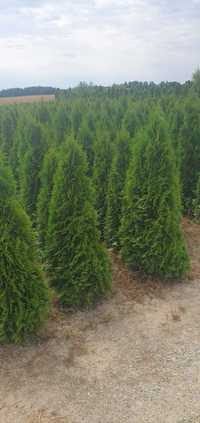 Tuje Thuja Szmaragd od 100cm do 160cm