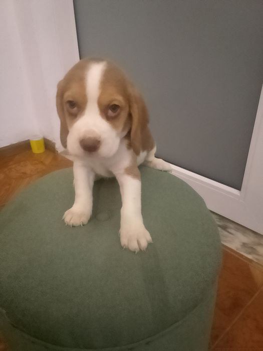 Beagle tricolor chocolate