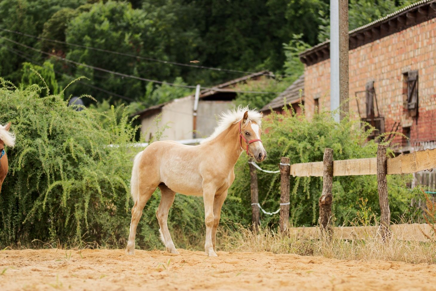 Sprzedam Haflinger ogierka