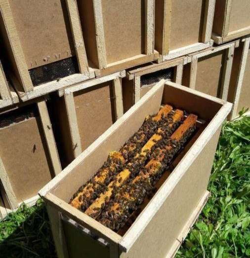 Продам бджолопакети 2024 р.
