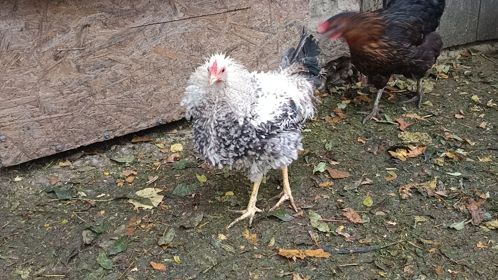 Liliputki miniaturki karzełki liliput para kura kogut lokowany loczek