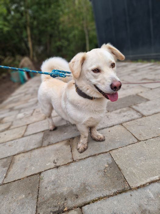 3 lata w miejskiej przechowalni ani jednego zapytania. Prosimy o dom