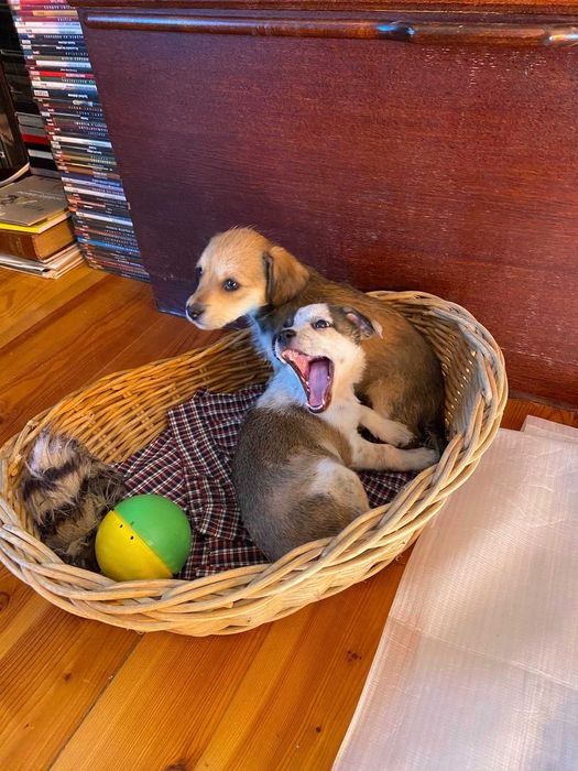 Pilne! dwa piękne szczeniaki uratowane od rozmnażacza do adopcji Konin