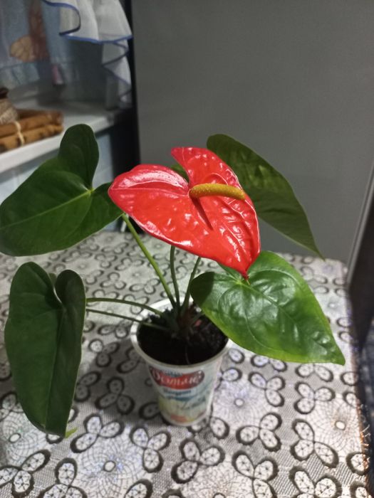 Відростки квітки антуріум