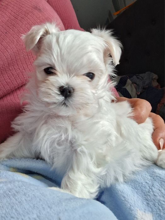 Cudowny  chłopak  maltanczyk