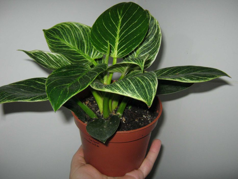 Филодендрон биркин яркая генетика кустики с отличными корнями от 50грн