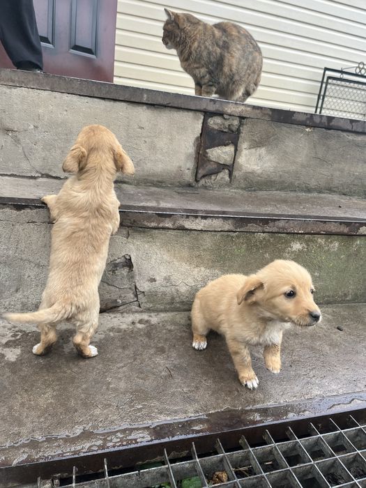 Цуценята , хлопчик і дівчинка , віддам в хороші руки!!