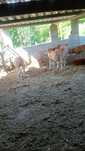 Vitelas limousines puras