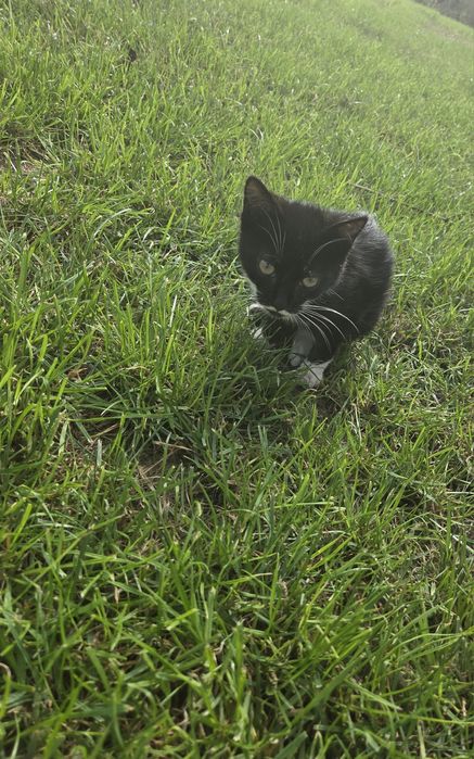 Kociaki do adopcji