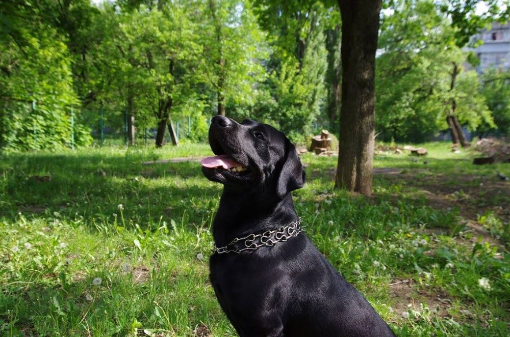 Кобель лабрадора для вязки полный пакет документов ККУ