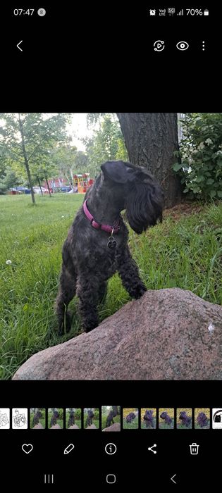 Sznaucer Miniaturowy Czarny FCI