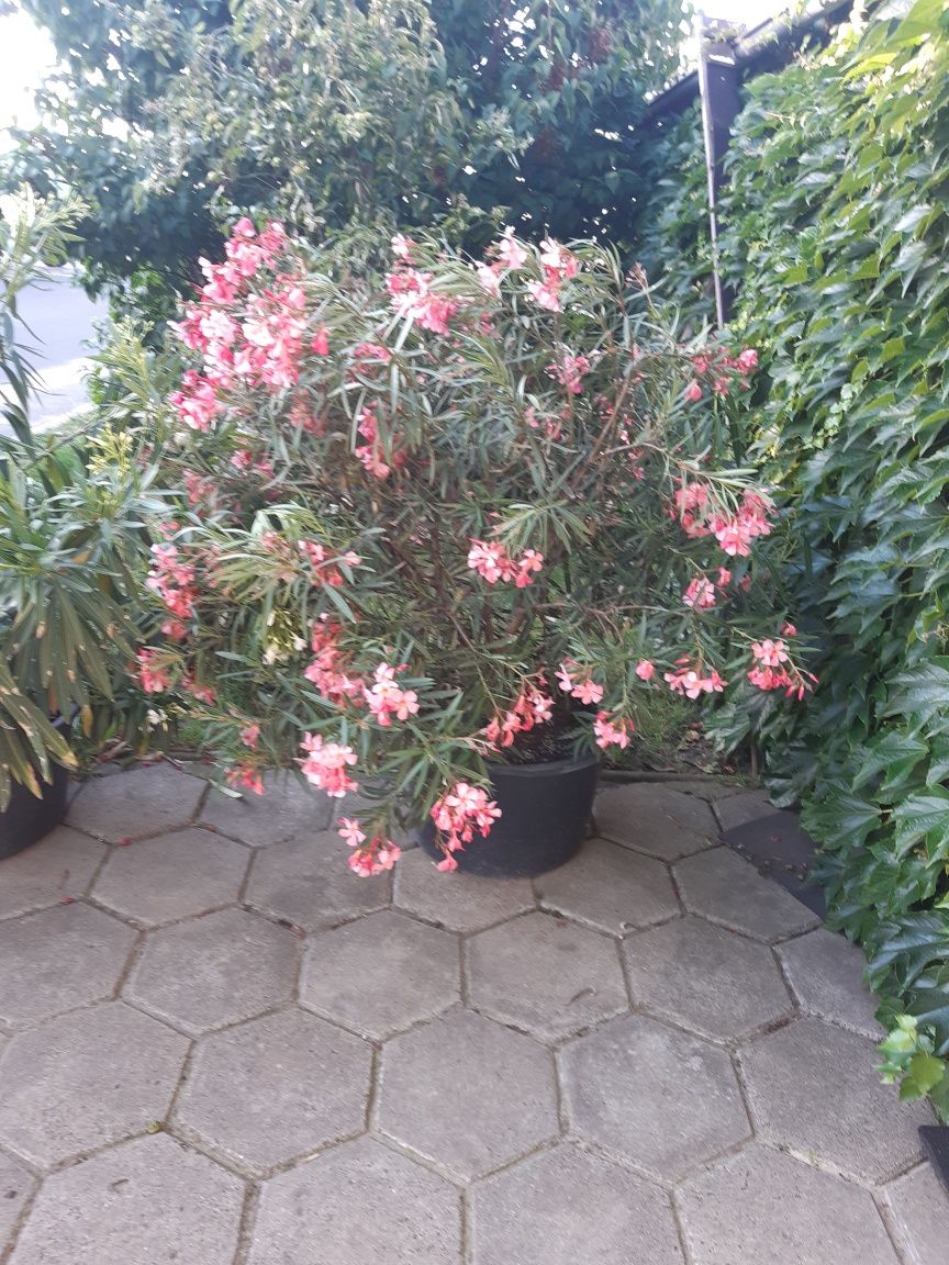 Oleander różowy  biały  żółty czerrony