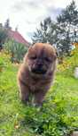 Rudy samiec chow chow