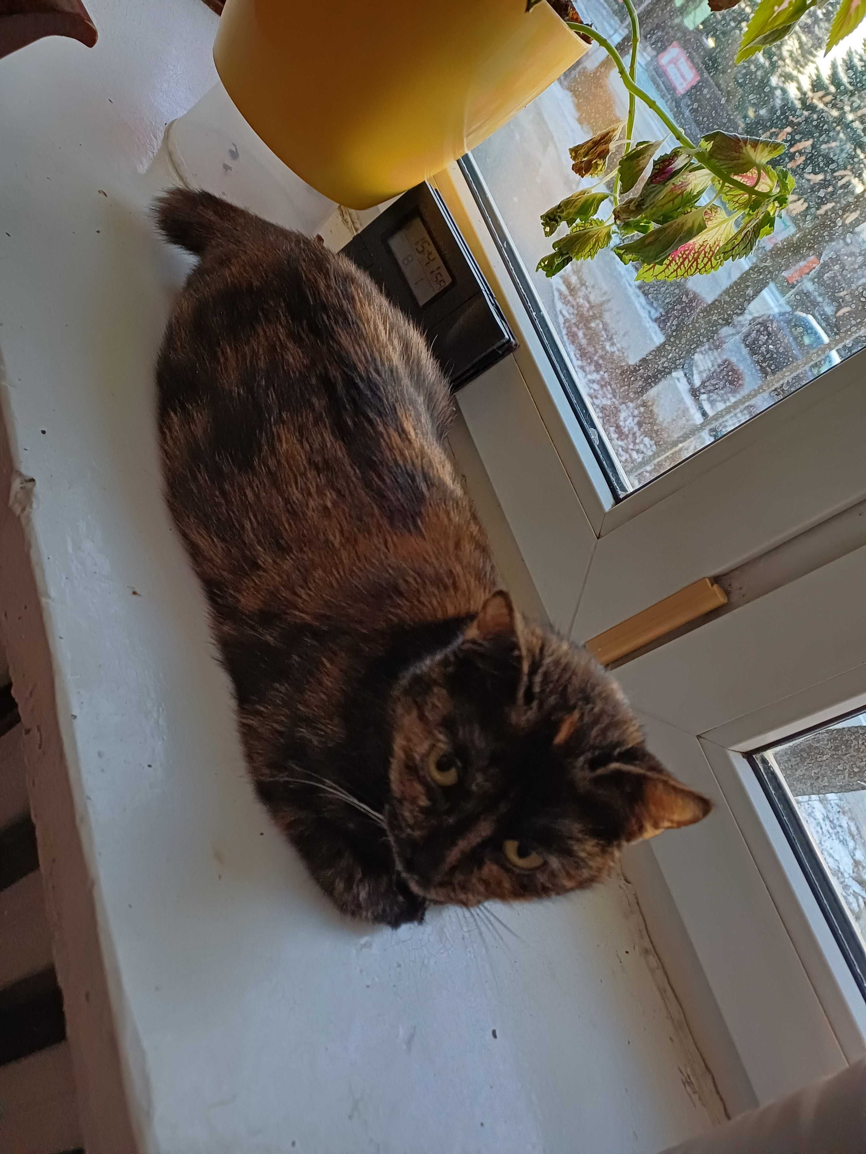 Kotka Bajaderka do adopcji