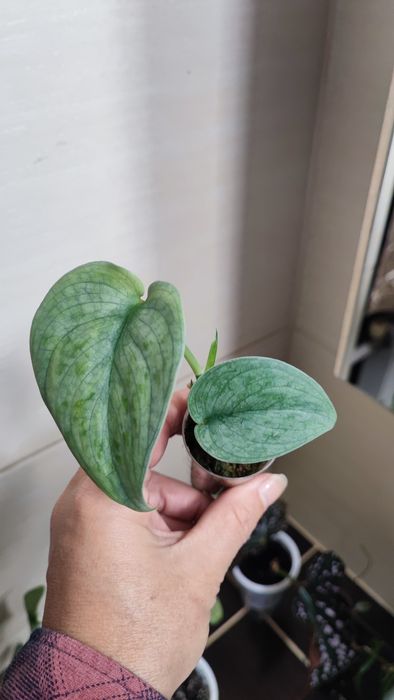 Scindapsus scyndapsus noid