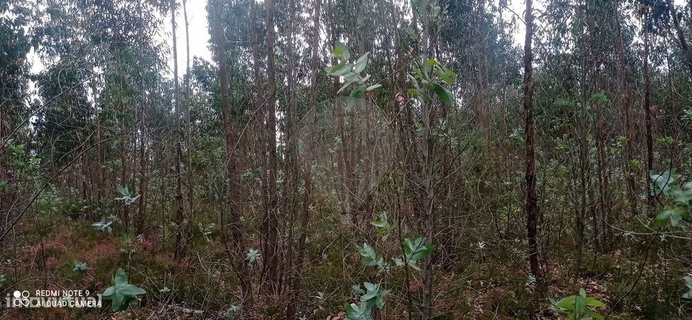 Terreno  para venda