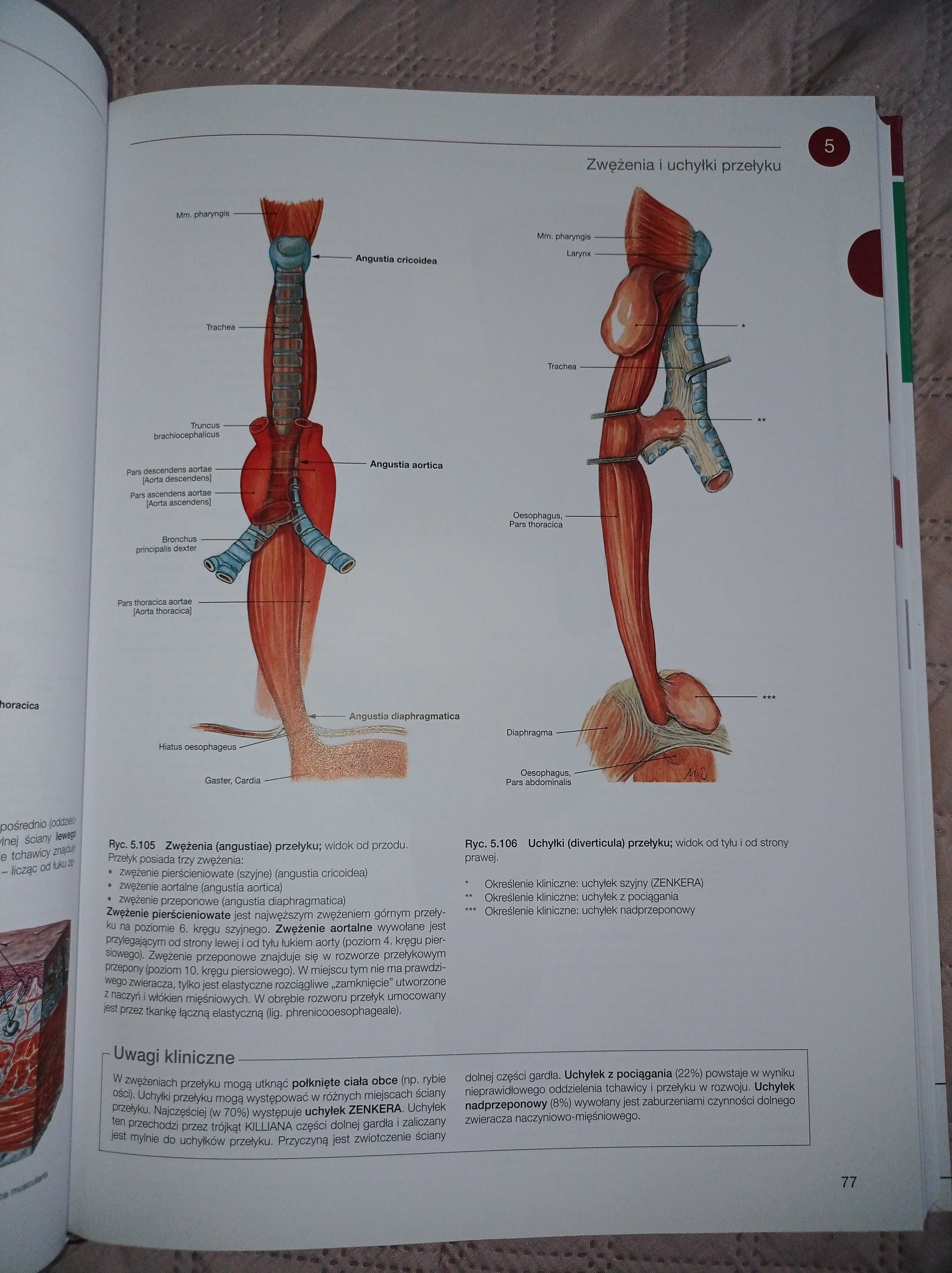 Zestwa atlasów anatomii człowieka Sobotta