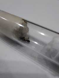 Mrówki kolonia Strongylognathus testaceus 2 królowe