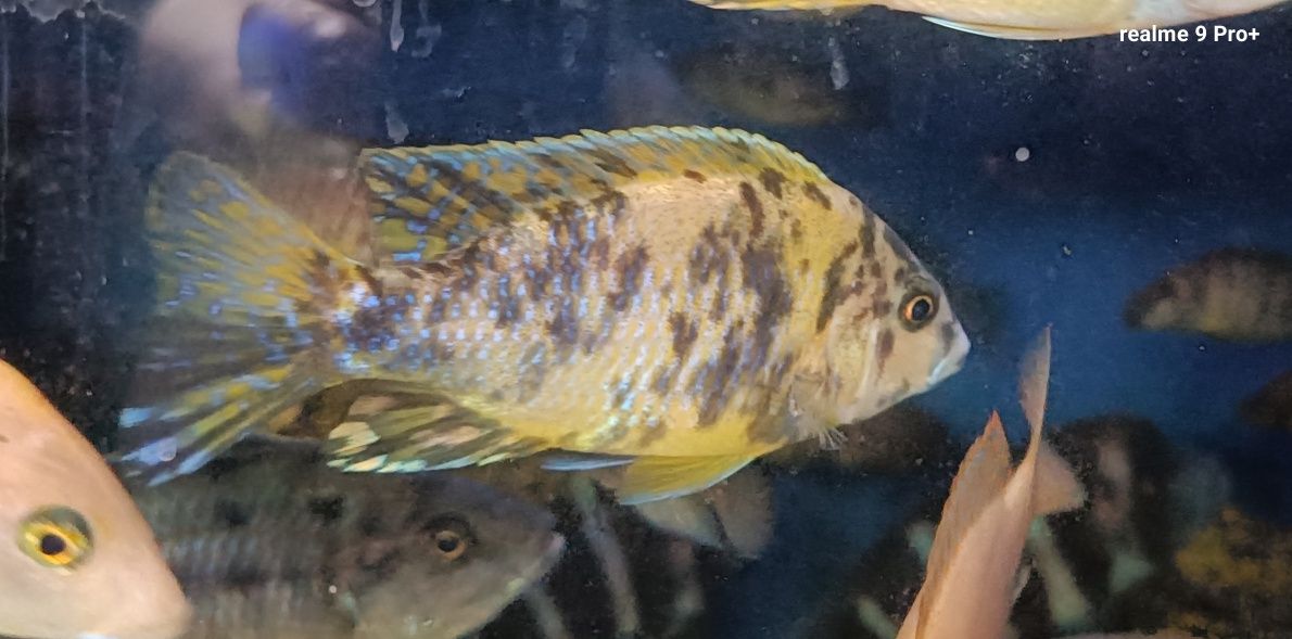 Aulonocara calico