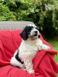 Hiszpański Pies Dowodny ZKwP/FCI   (nie lagotto, doodle)