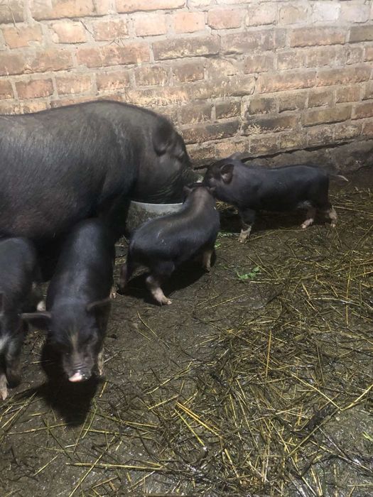 Вєтнамські поросята