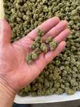 Susz CBD INDOOR Polska 100 g średnie topy Lemon Haze od producenta