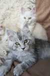 Maine Coon  kotka - WIELKA -  FPL/ FIFE/WCC  - ojciec shaded
