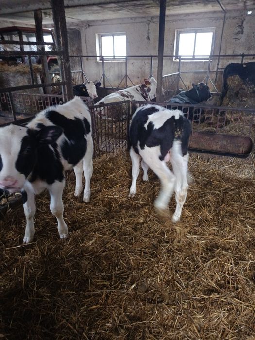 Sprzedam cielaki byczki